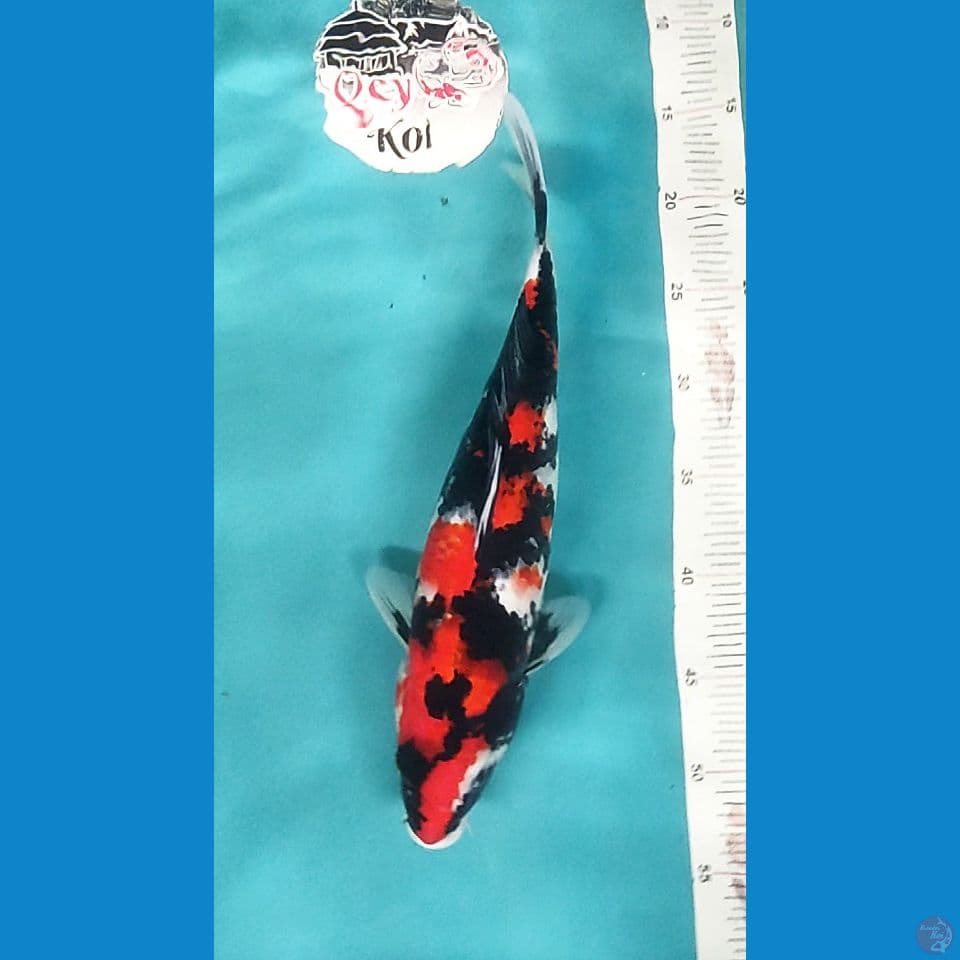 HQ Showa 39cm