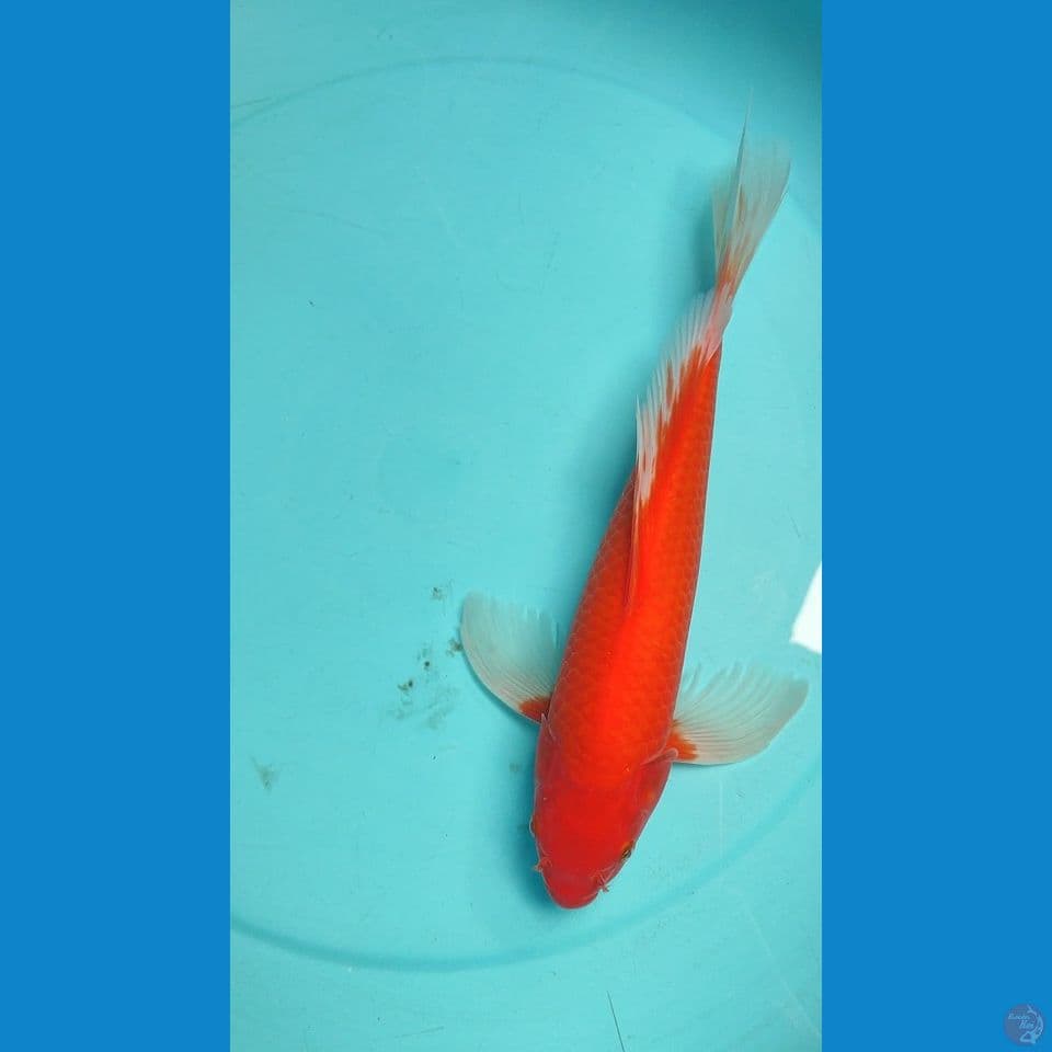 kumpay akahajiro