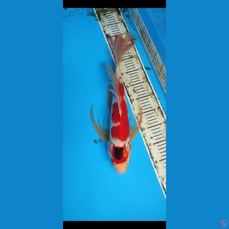 kumpay size 50bu