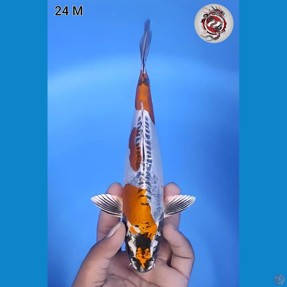 Kiko Original Mantap 24cm Jantan