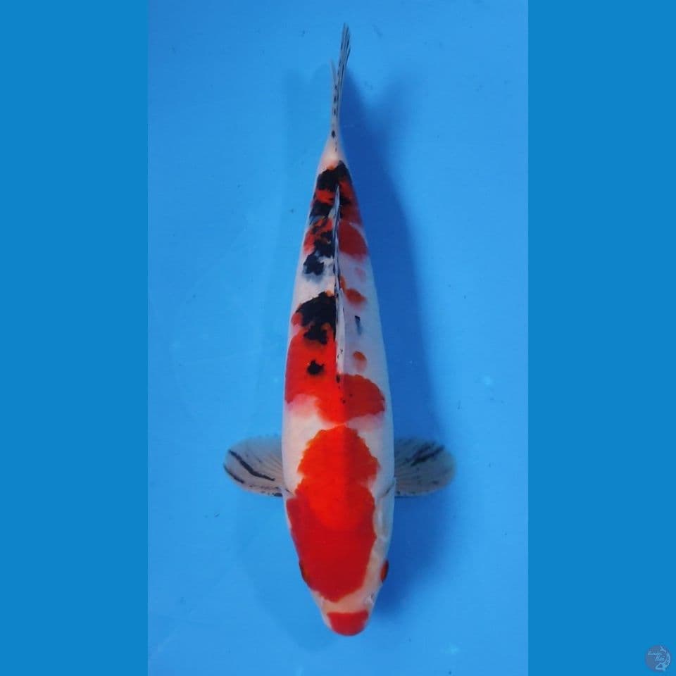 SANKE HQ RED STRONG 30CM - MALE