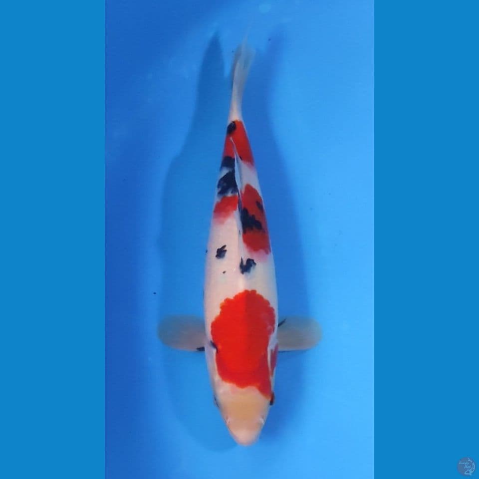 SANKE HQ 28CM - MALE
