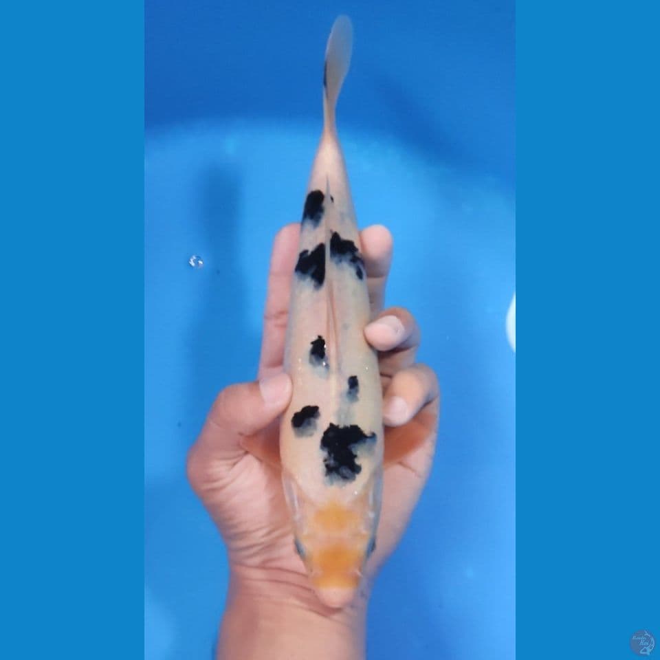 BEKKO HQ 25CM - MALE