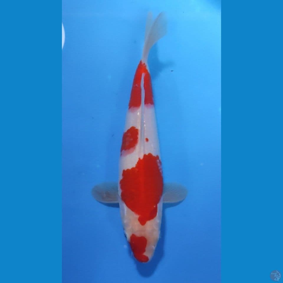 KOHAKU ORIGINAL 27cm - FEEMALE