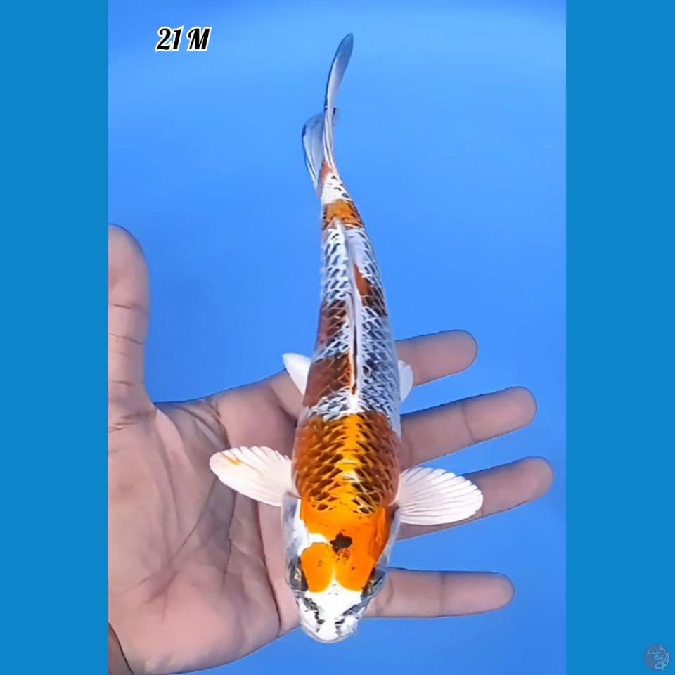 Kujaku Full Hikari 21cm Jantan