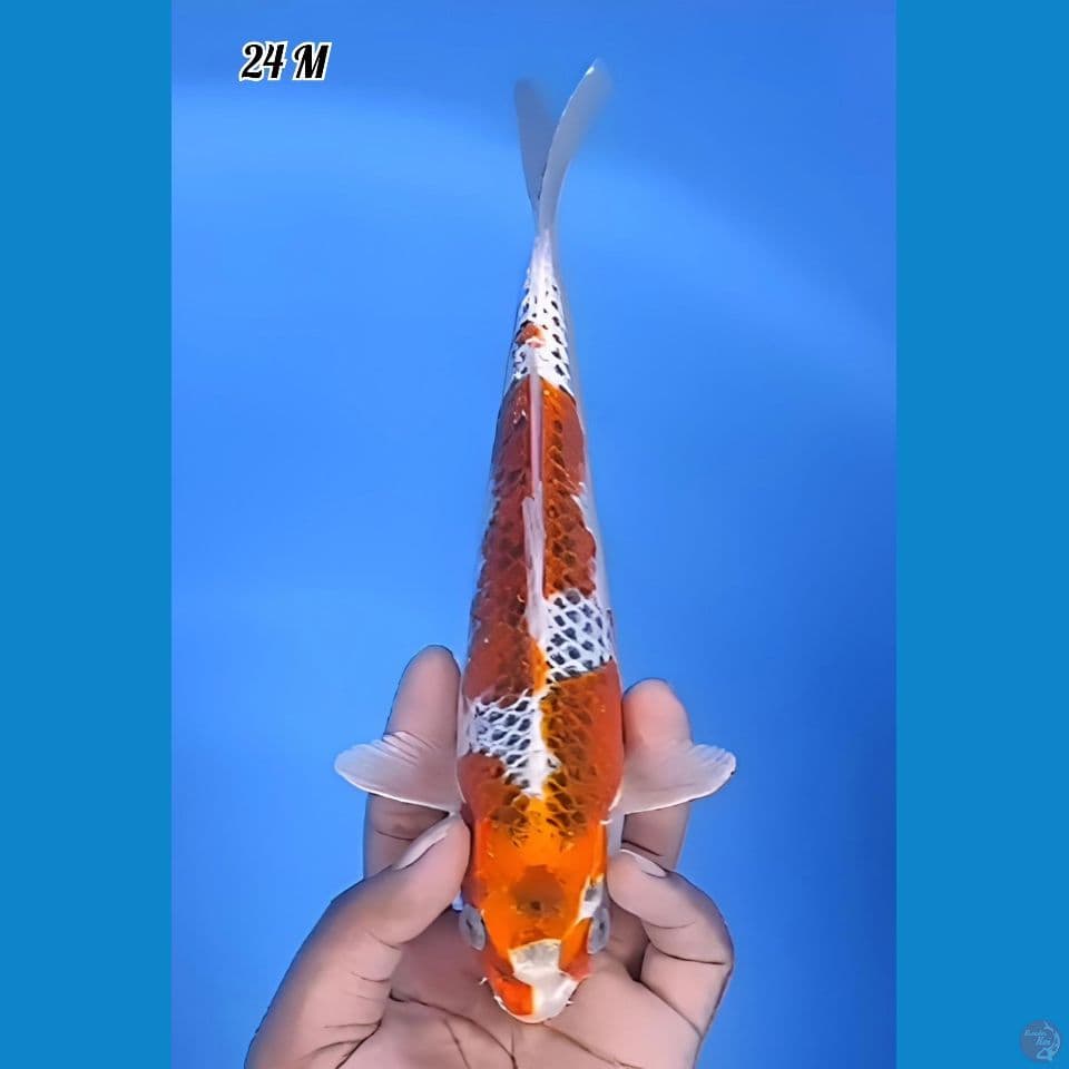 Goshiki Original Quality 24cm Jantan