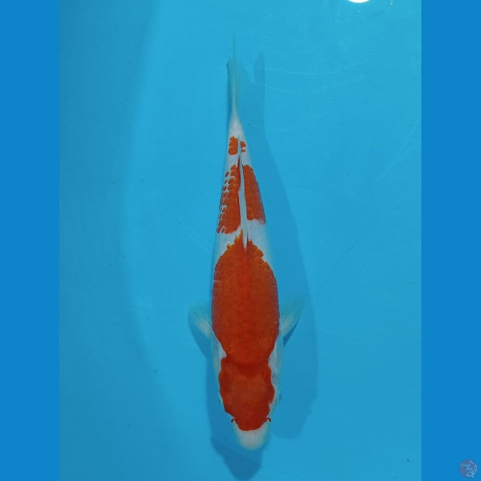 Kohaku step 3 28 cm
