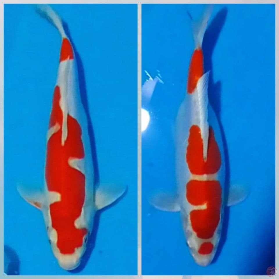 Doidsu 3335cm