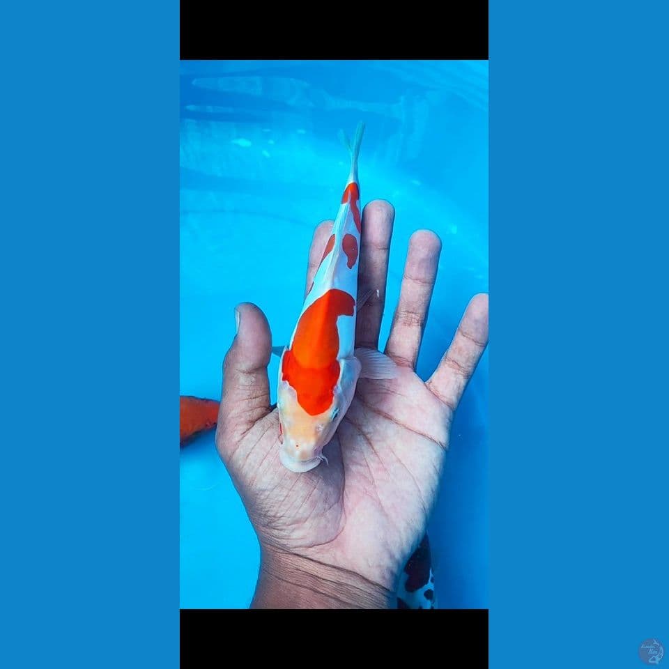 kohaku doitsu murni 20 cm