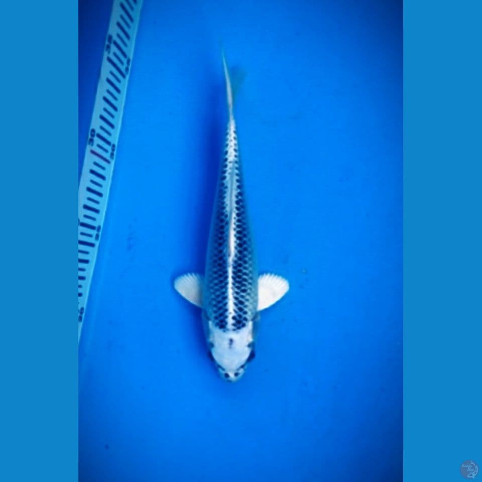 Gin matsuba bahan 18cm
