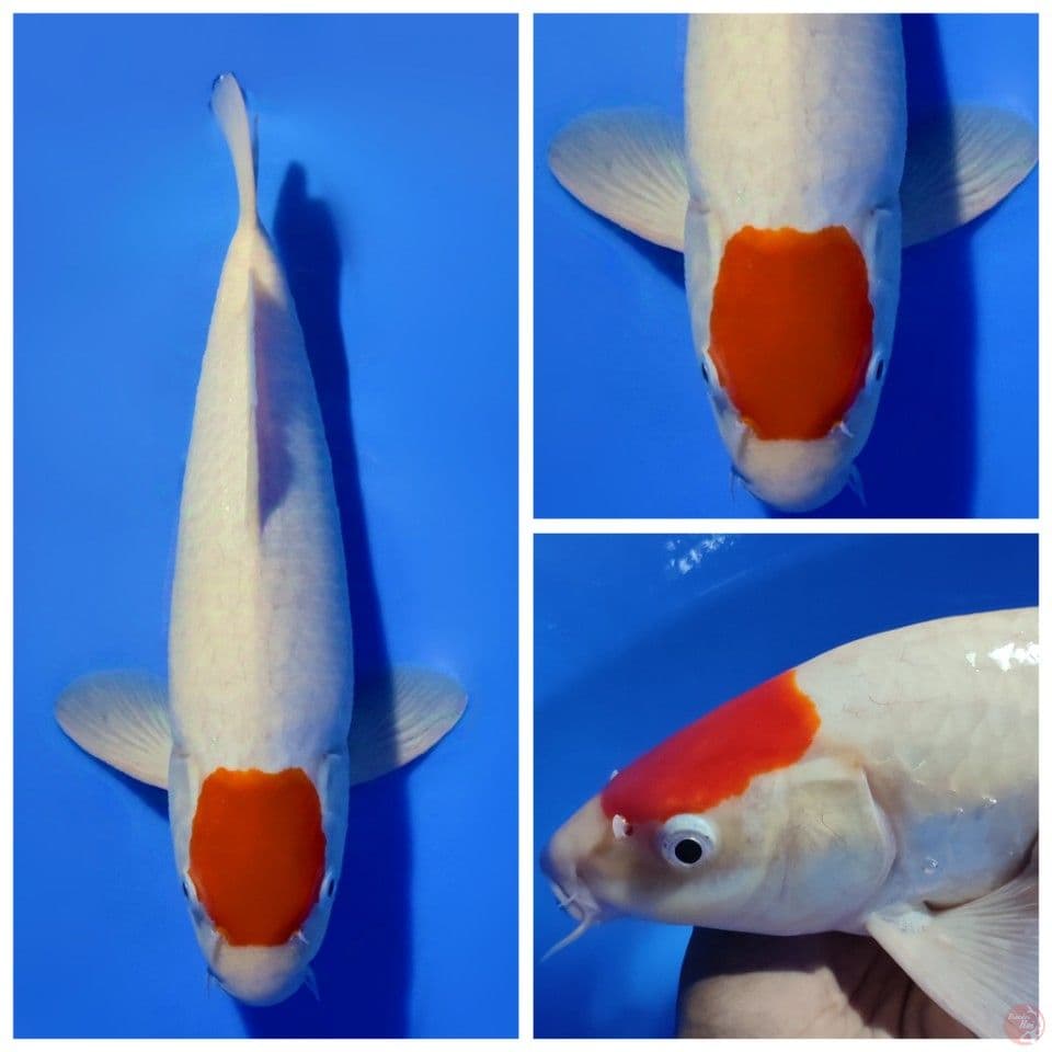 TANCHO KOHAKU ORIGINAL SHOW QUALITY JANTAN 42CM