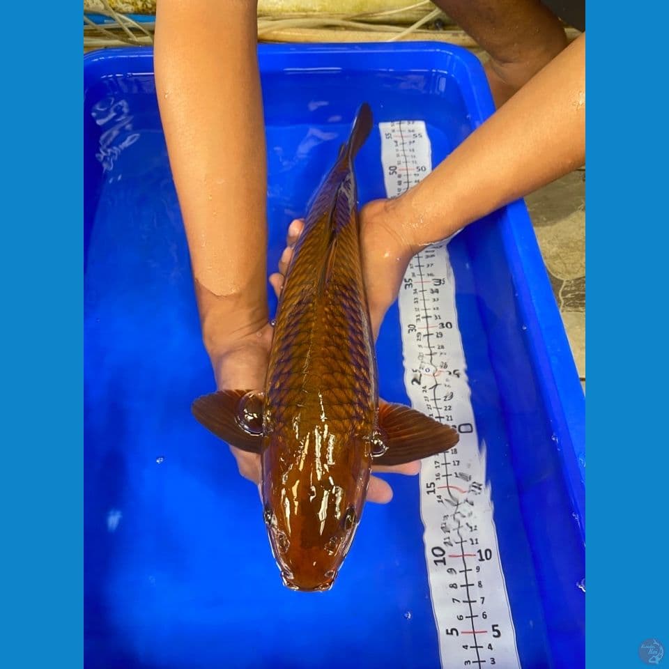 42,45,46 mix punuk