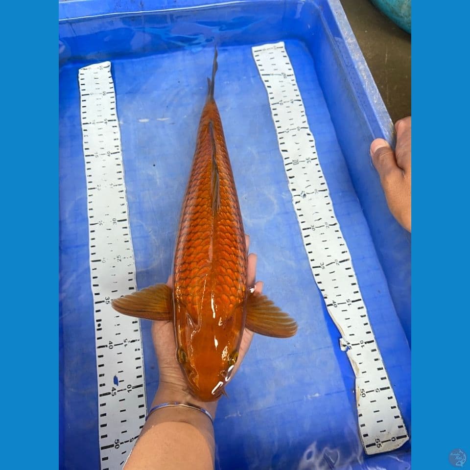 44 chagoi punuk jantan