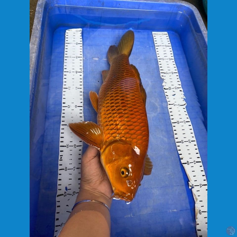 44 chagoi punuk jantan