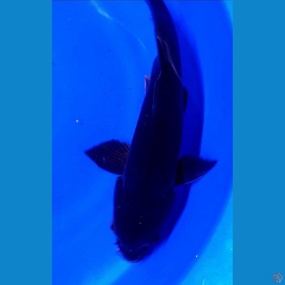 47cm karasu pekat male