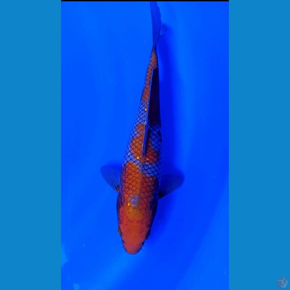 27cm ochiba sigure