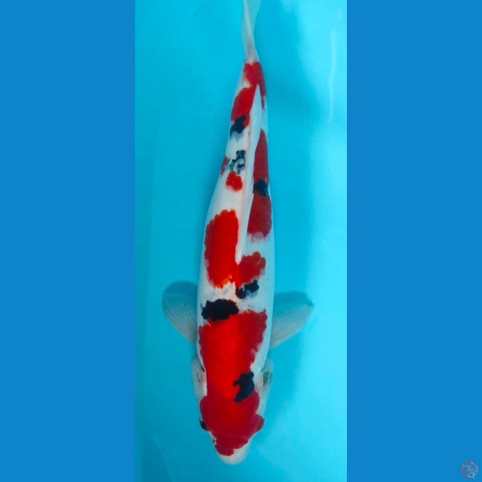 sanke 40cm