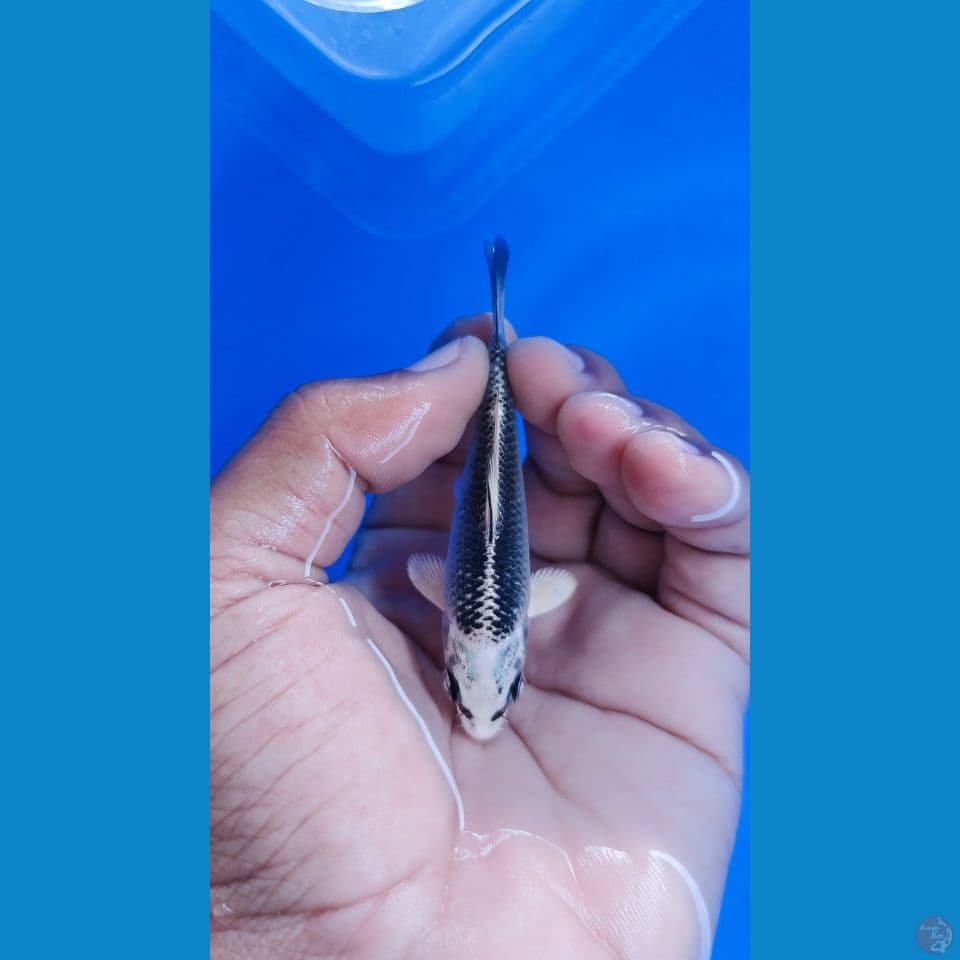 Gin matsuba SQ Ring tebal 9cm