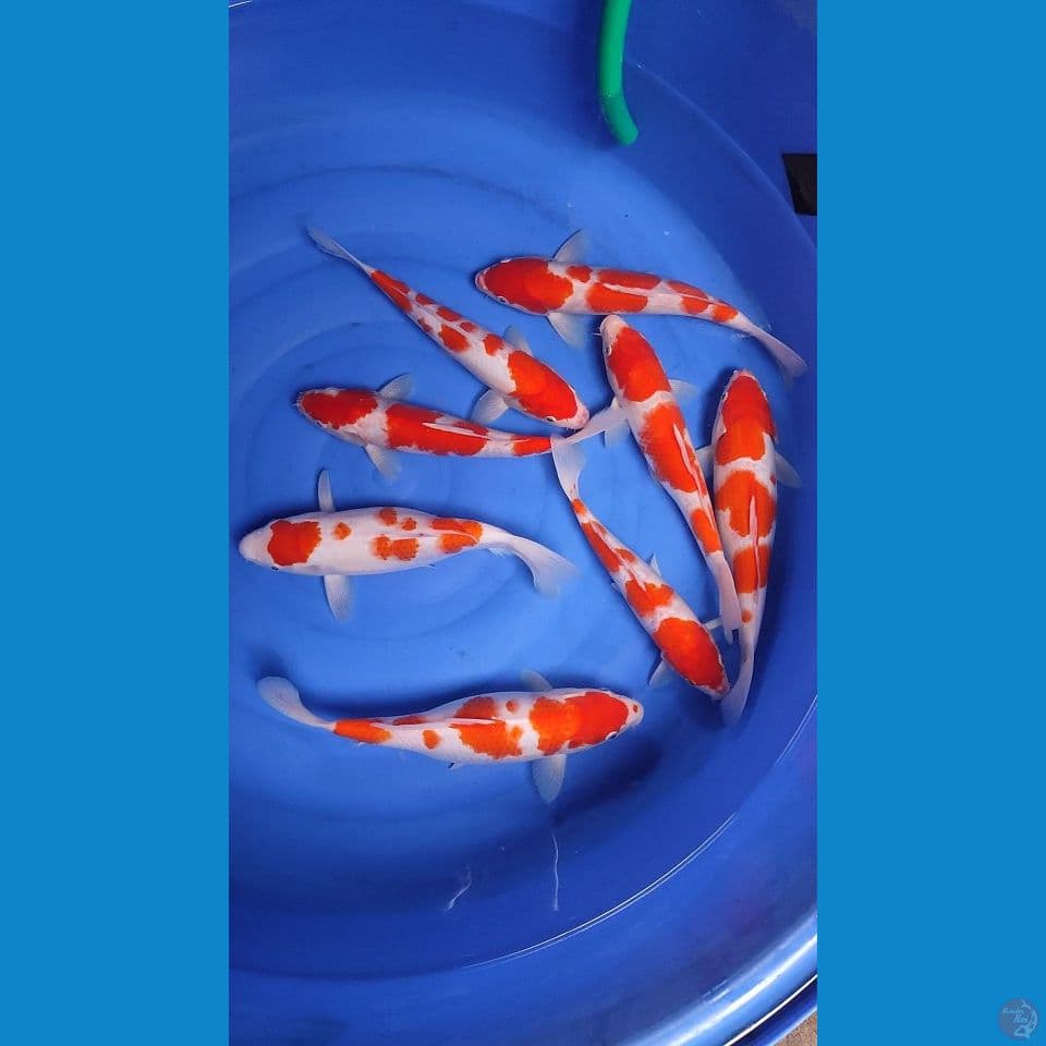 full kohaku