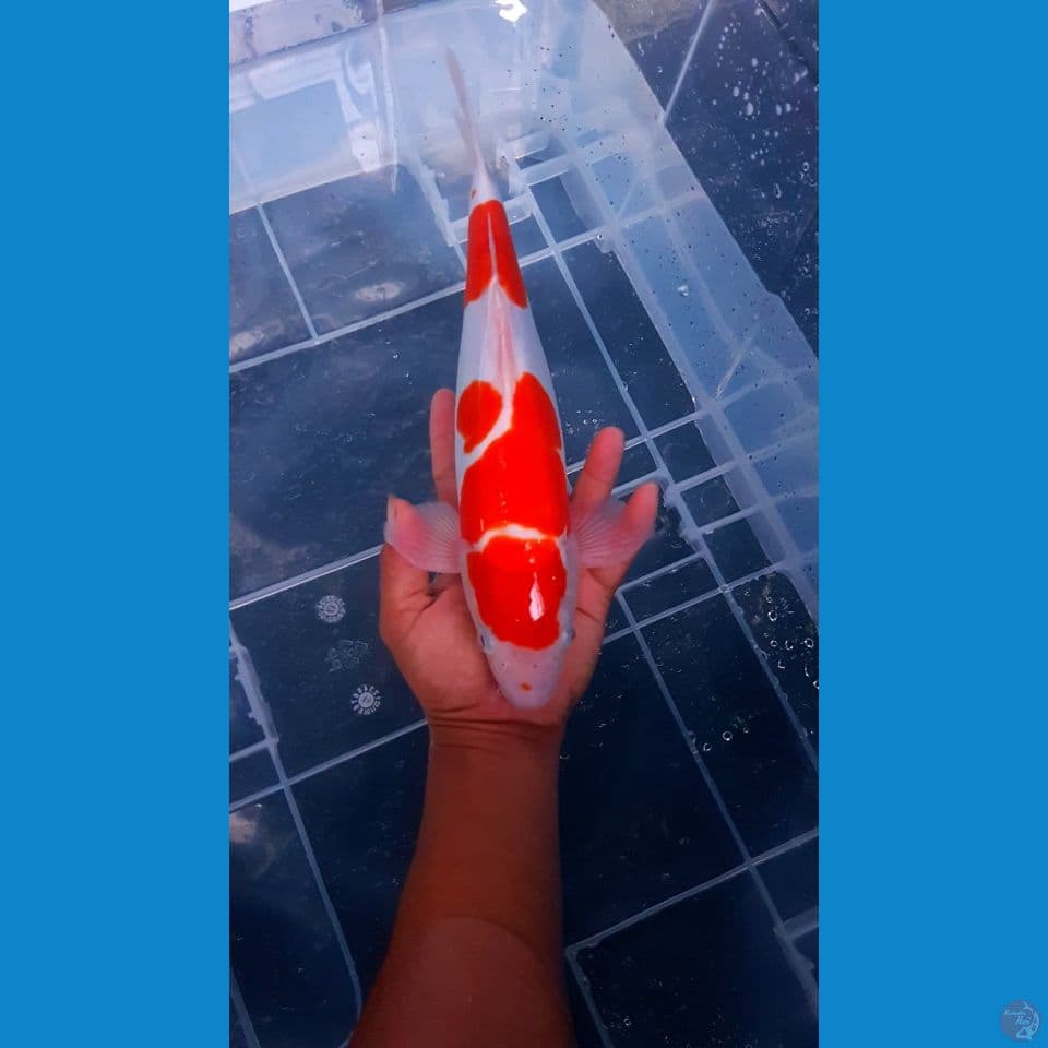 kohaku doitsu 35cm
