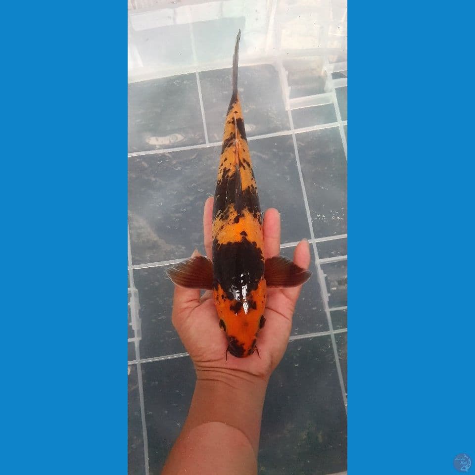 hi utshuri 30cm