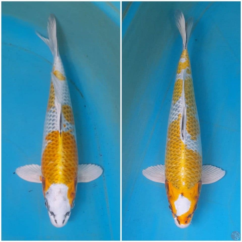 kujaku kuning 31-34 bu