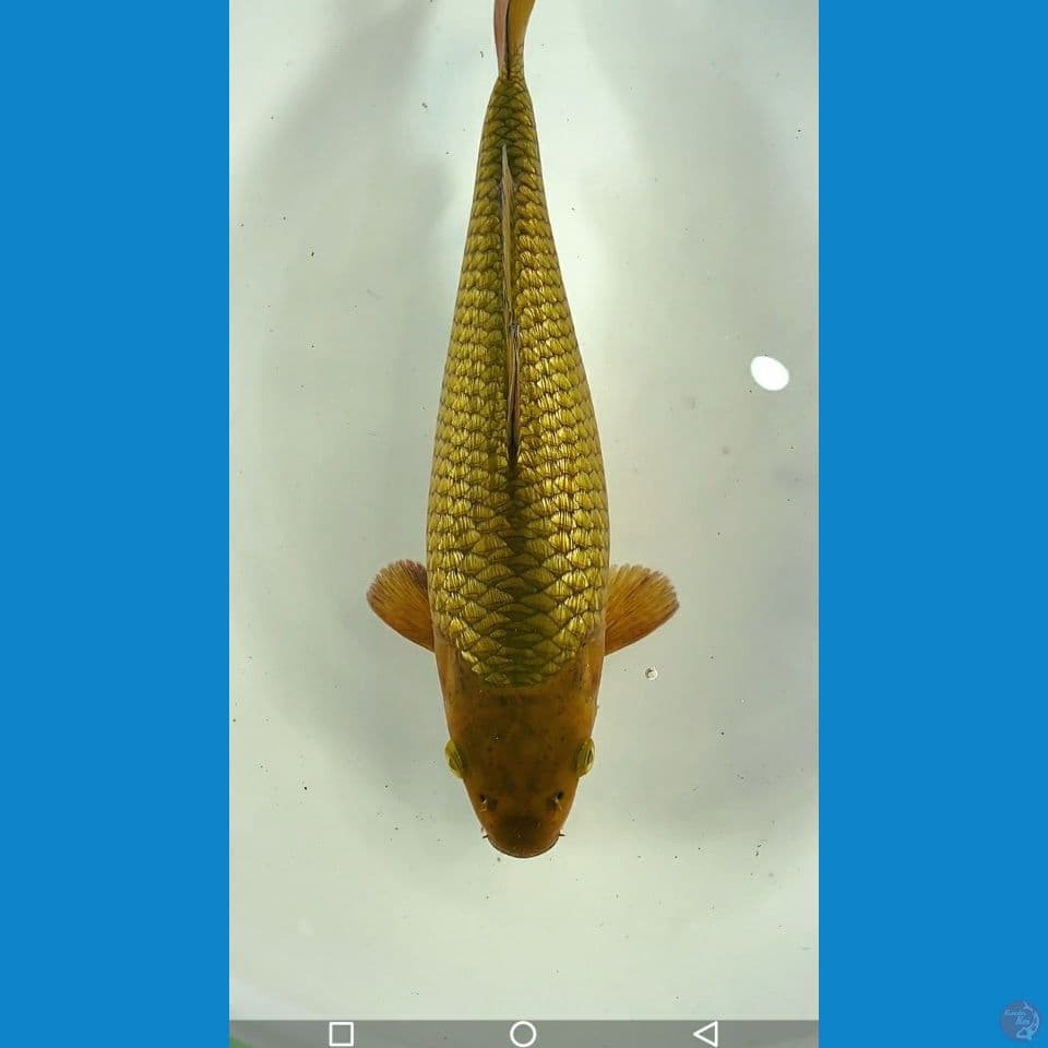 chagoi full ginrin berpunuk dan bulky 26 cm