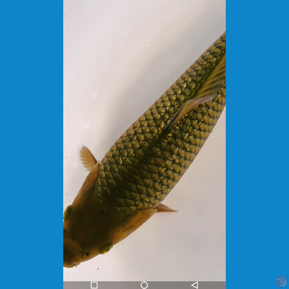 chagoi full ginrin berpunuk dan bulky 26 cm