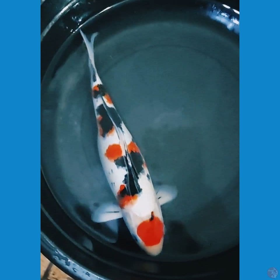 Maruten Sanke 38 cm