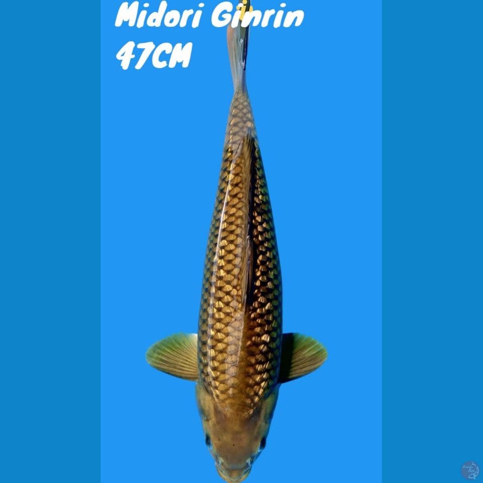 Midori Ginrin Punuk