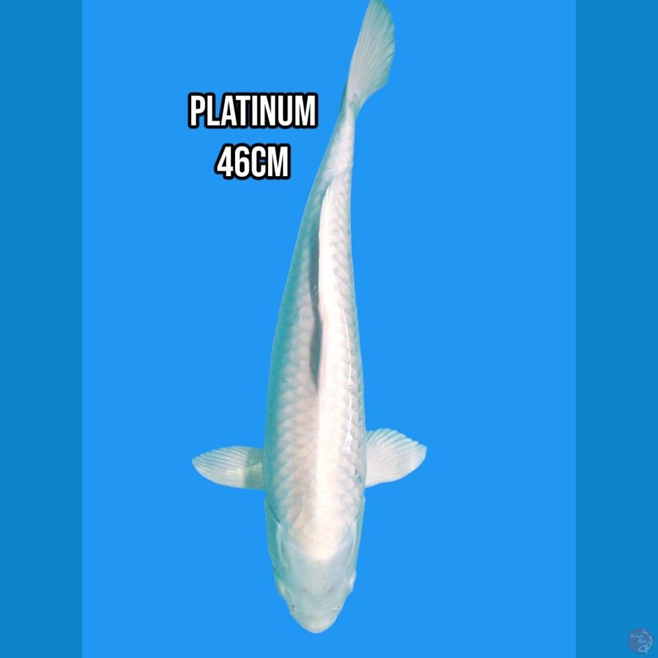 platinum