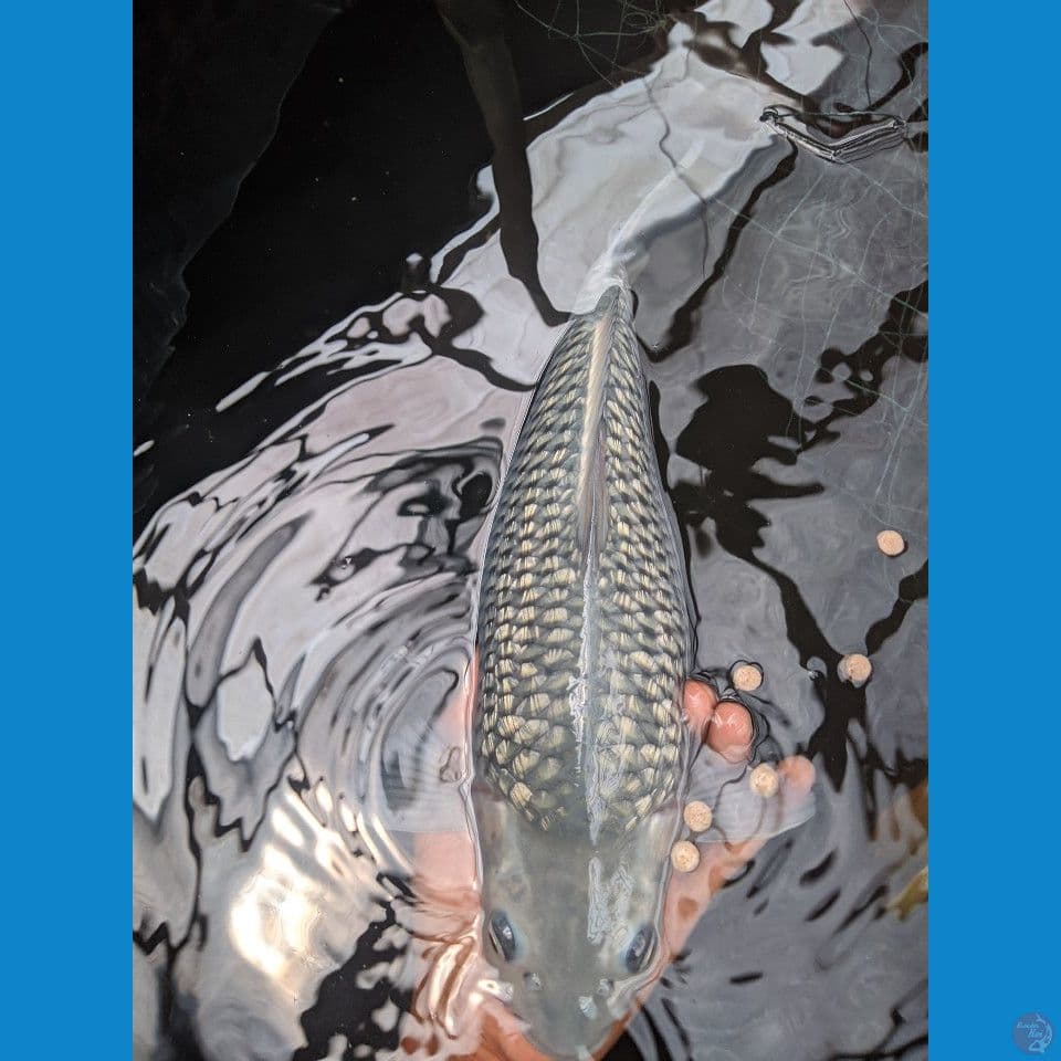 soragoigindrin35 cm male bread mbah purnadi