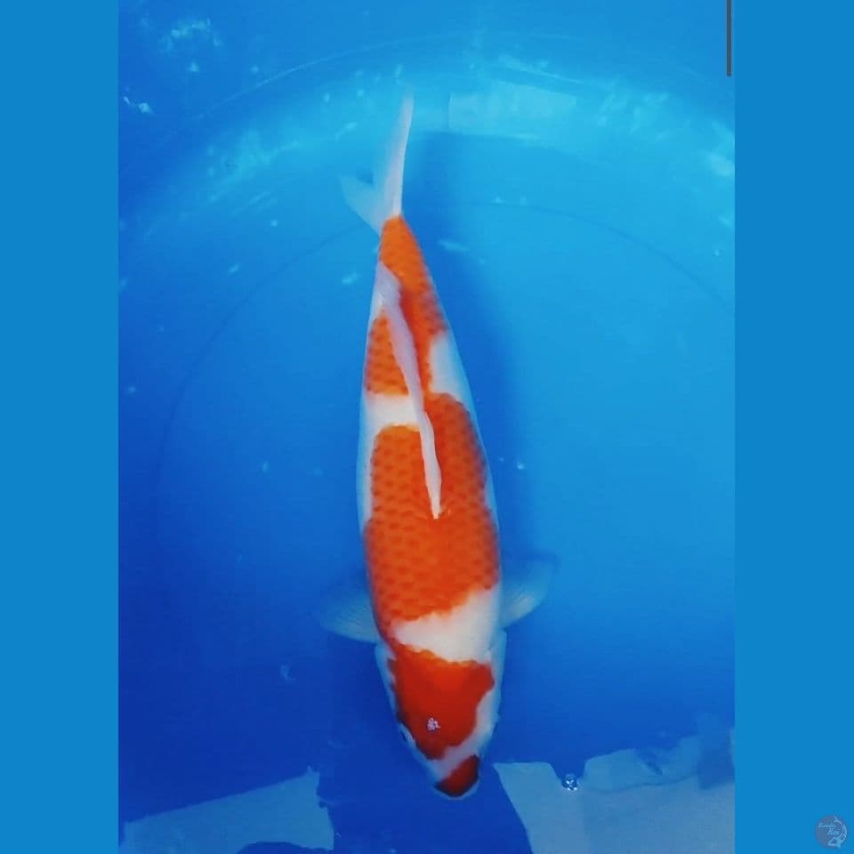 Kohaku 41 cm punuk