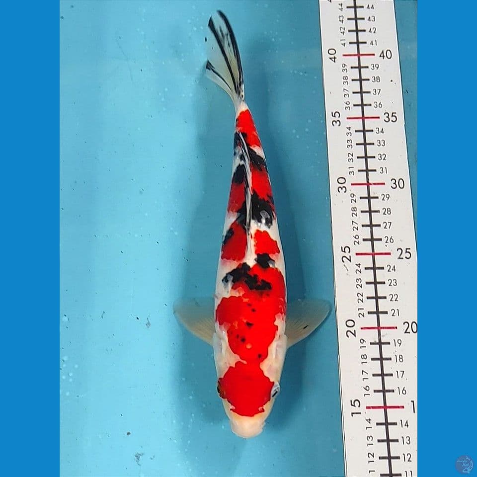 28cm | Male