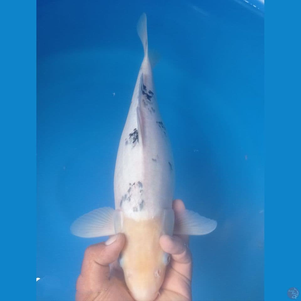 BEKO 45CM