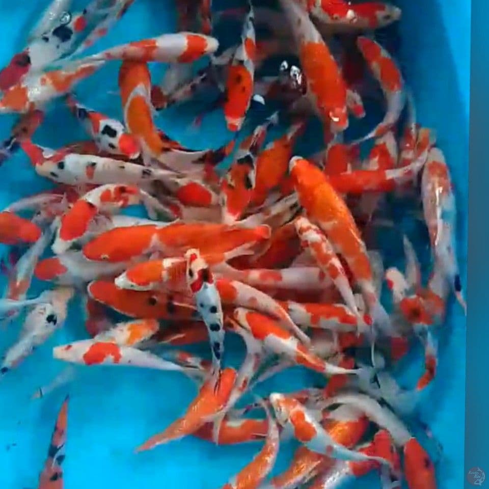 PAKET kosan 14-20cm 100ekor