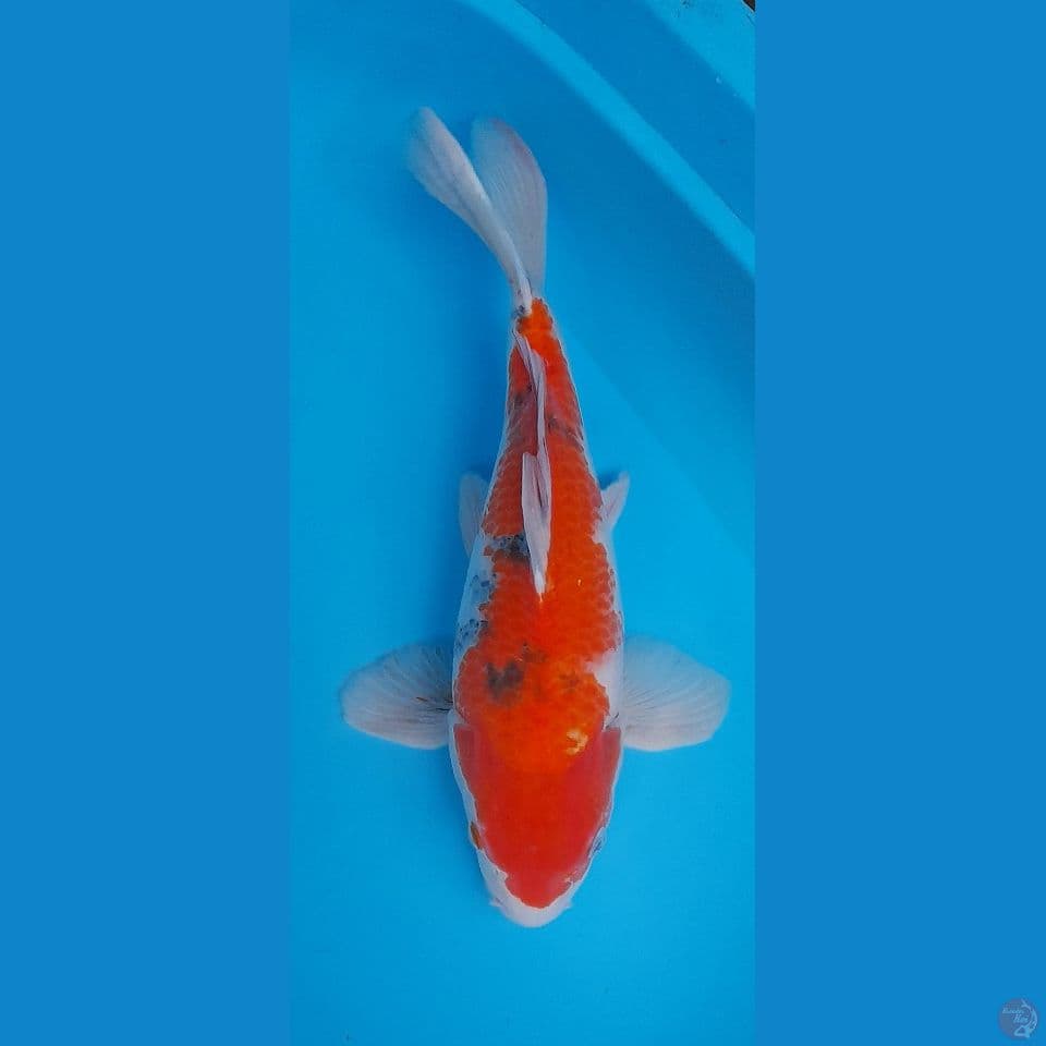 sanke SB 39 cm