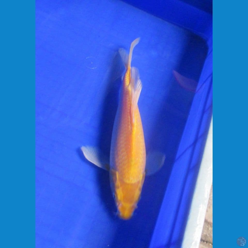 Yamabuki Slayer 31 Cm