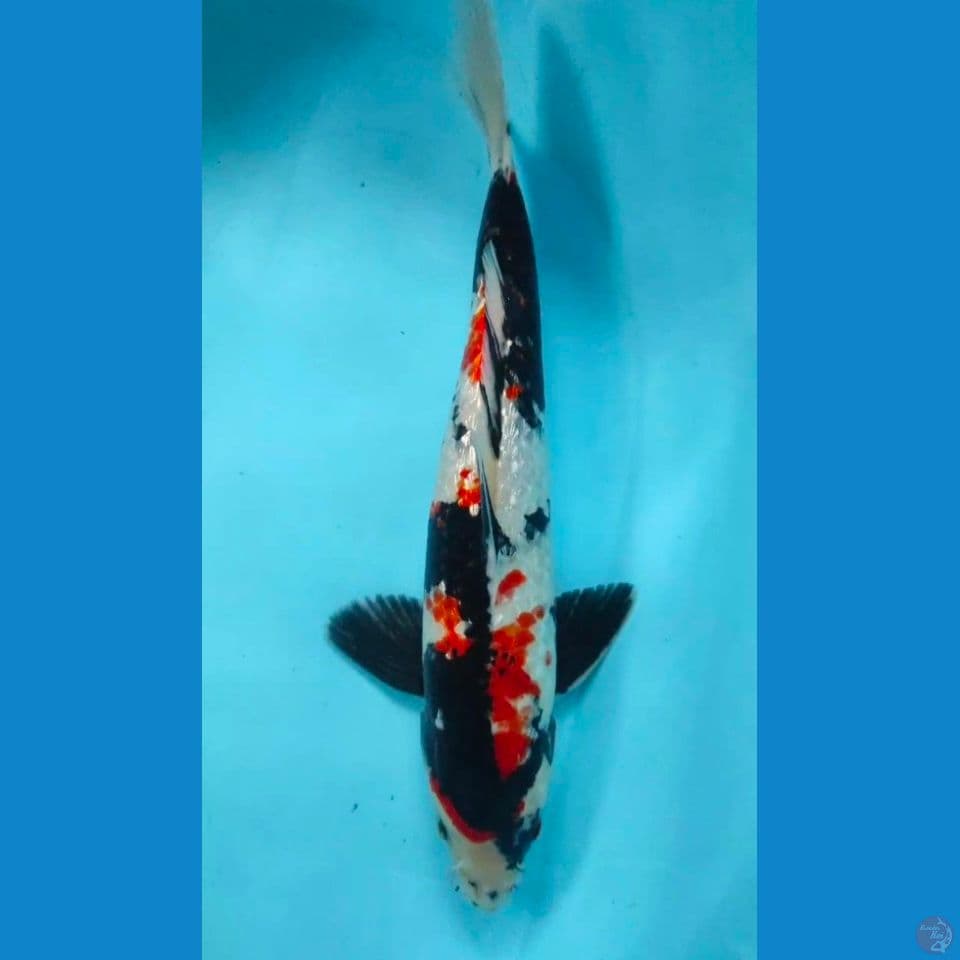 showa 34cm~M