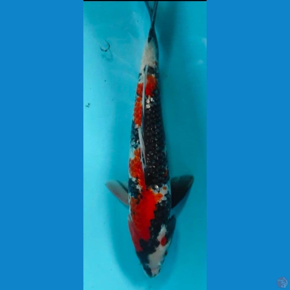 showa 35cm~M