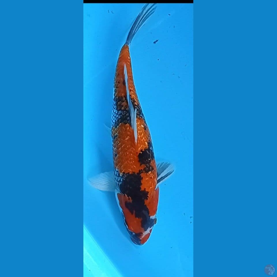 showa 32 cm jantan
