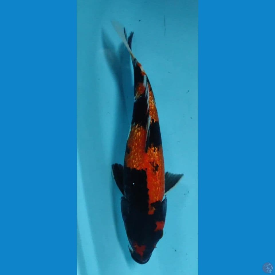 showa 31cm