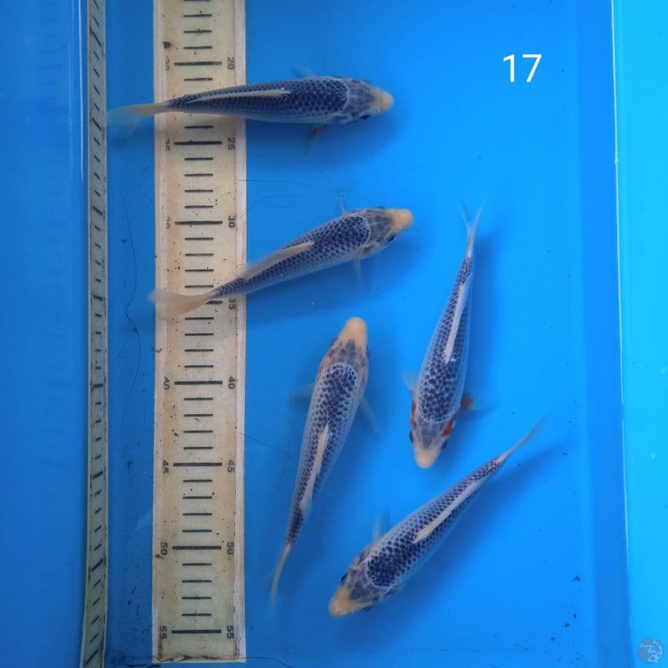 asagi 17cm