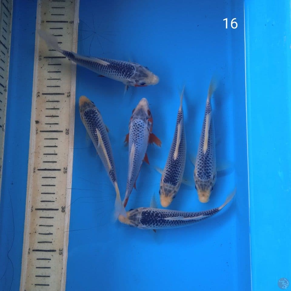 asagi 16cm
