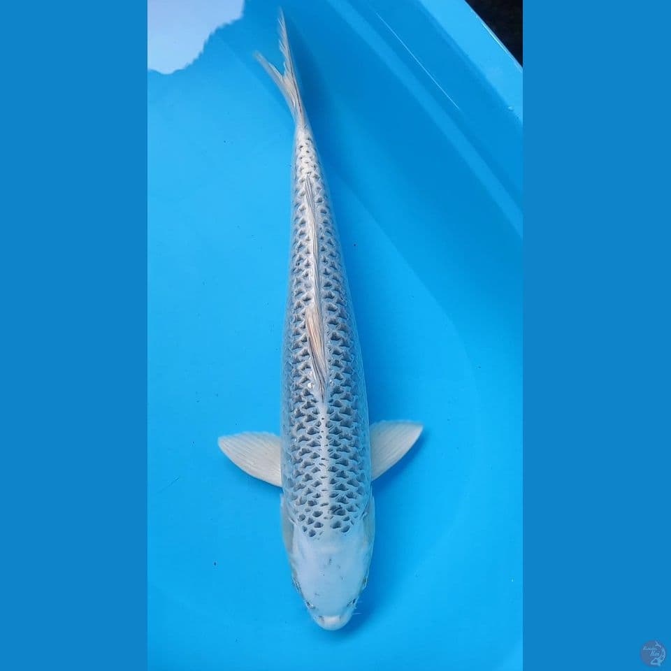 GIN MATSUBA 50CM