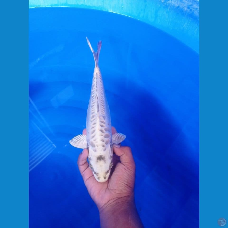 LELANG SINGKAT!