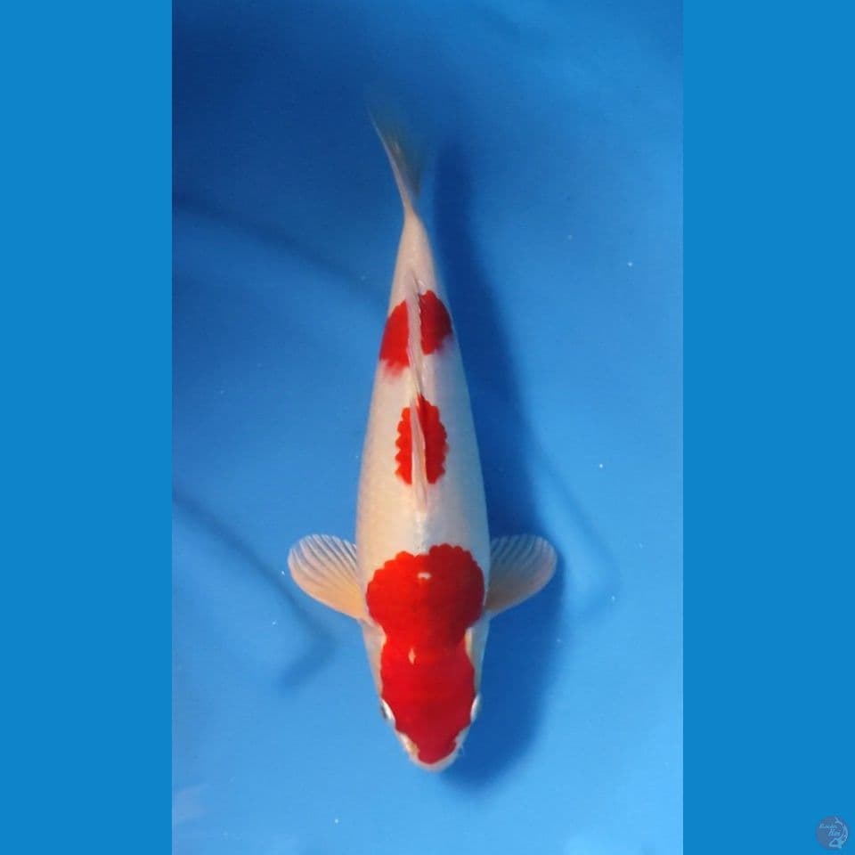 KOHAKU ORIGINAL BODY BADAK 33CM