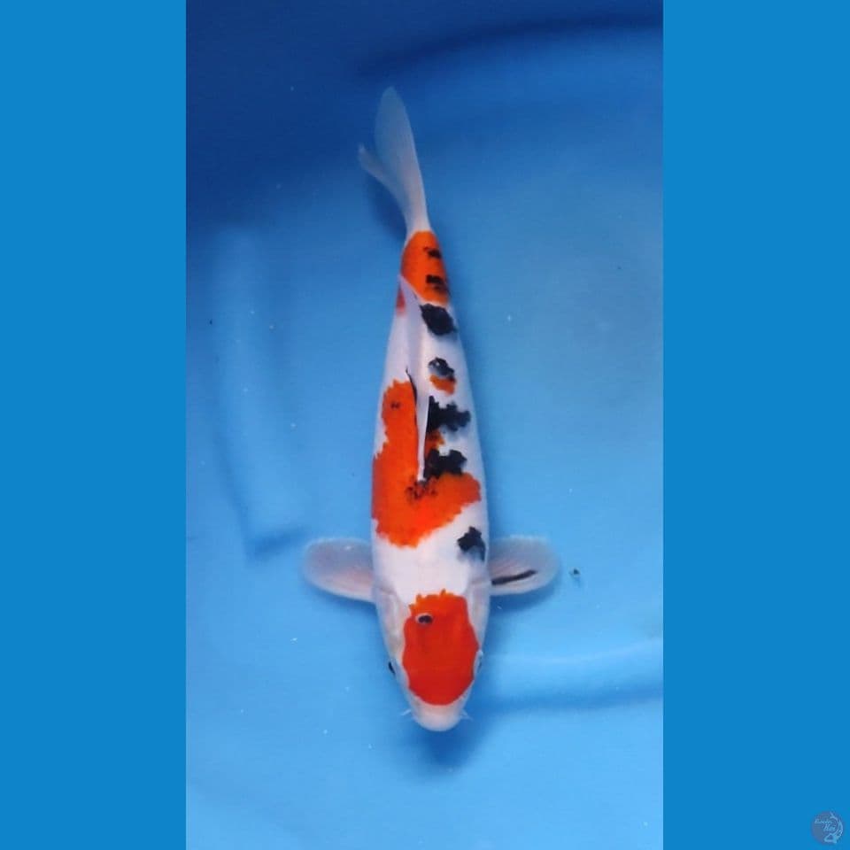 MARUTEN SANKE HQ - ORI 28CM
