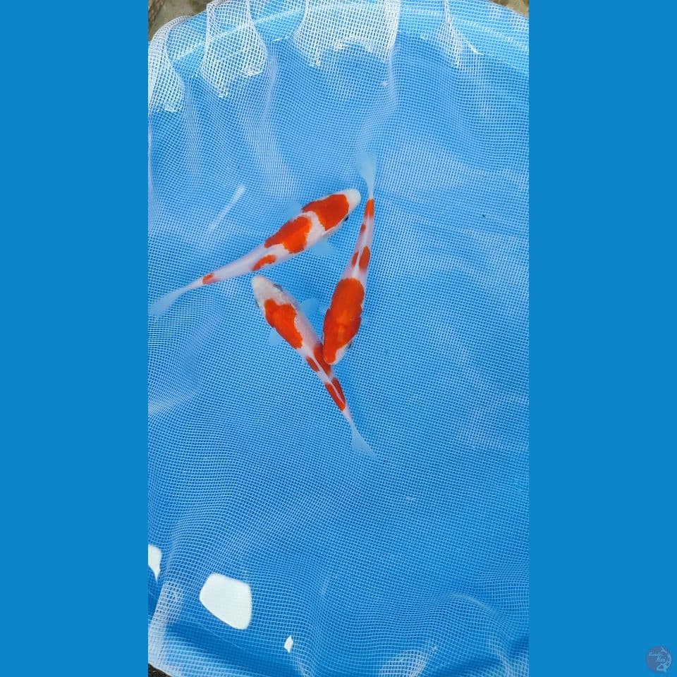 kohaku orogonal 14-15cm