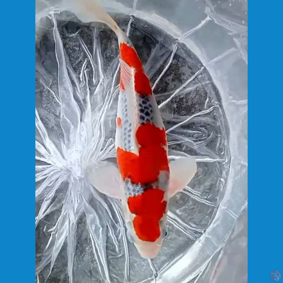 GOSIKI RACING 31 CM